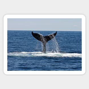 WHALE TAIL IN THE SEA DESIGN Sticker